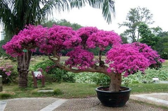 三角梅不开花教你4招,花苞疯长,花香四溢,轻松爆盆!