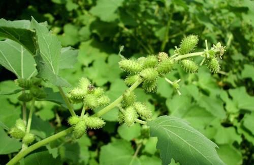 野菜|这4种野菜藏在我们的身边,但是不能多吃,不妨来了解一下哦