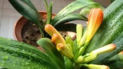 水里加点“它”,盆土越浇越“透气”,10年不换盆,花也旺,养根