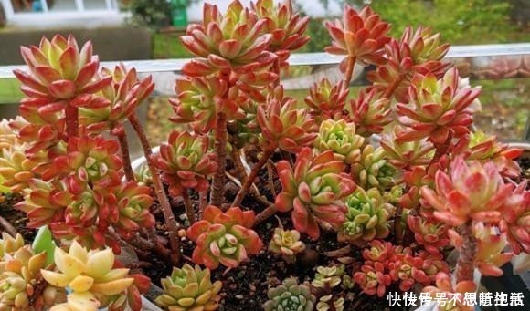 家庭|家庭养多肉，掌握这7点，就没有养不好的多肉植物！