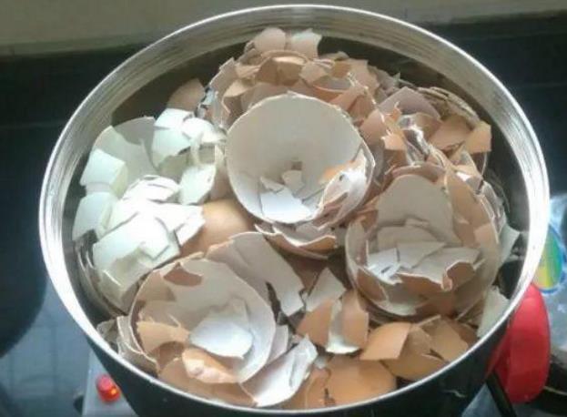 君子兰不开花此2种“废料”丢盆里，花苞不断冒，开花100天