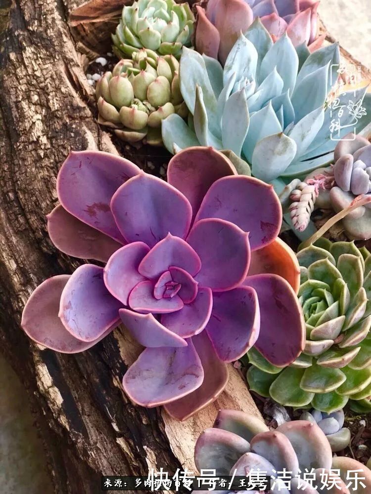 多肉遇上枯木木花盆，姑娘自己造！