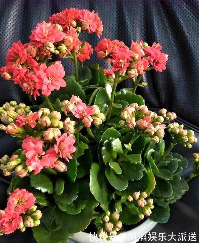 三盆长寿花同样浇水，同样施肥和光照，两盆开花一盆不开为什么