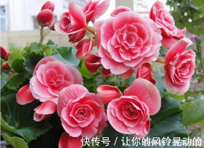 能手|4种花是爆盆能手,好养漂亮,开超超美,人见人爱