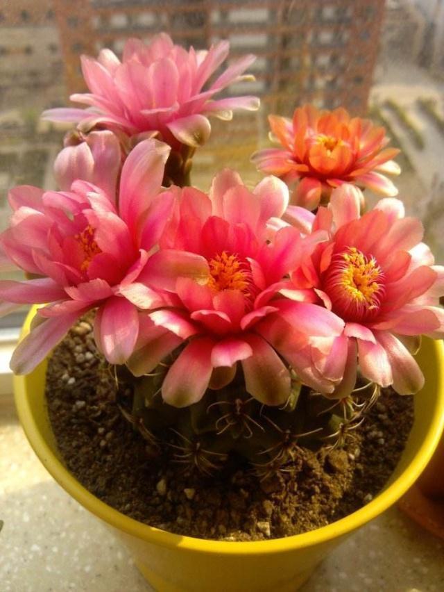 仙人球中的开花“战斗鸡”,5块钱一盆,四季开花不停,值的拥有