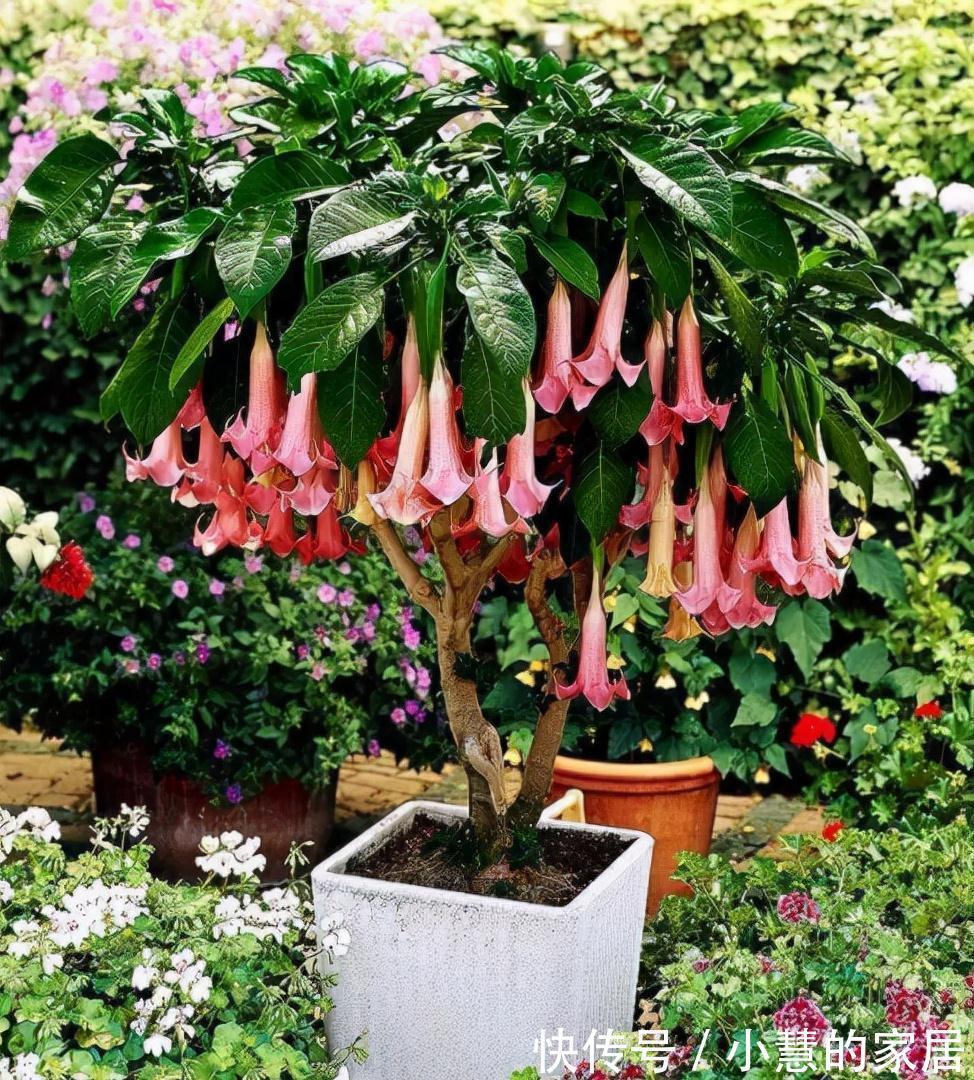 “美丽有毒”的植物，快来认识11种“毒花毒果”，不吃亏不上当