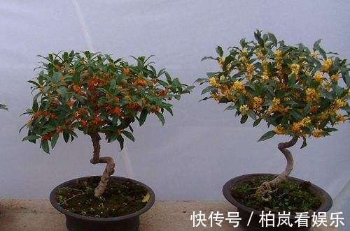 花花|别人家桂花开成大朵香云,你家却开成小米粒原来是这件事没做到