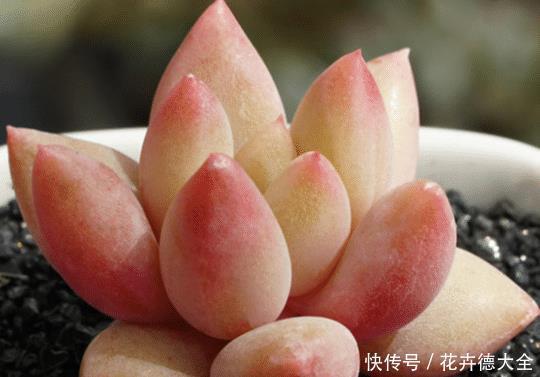 肥嘟嘟|养护多肉婴儿手指记住4点,新手也能养出好状态,叶子粉嫩肥嘟嘟