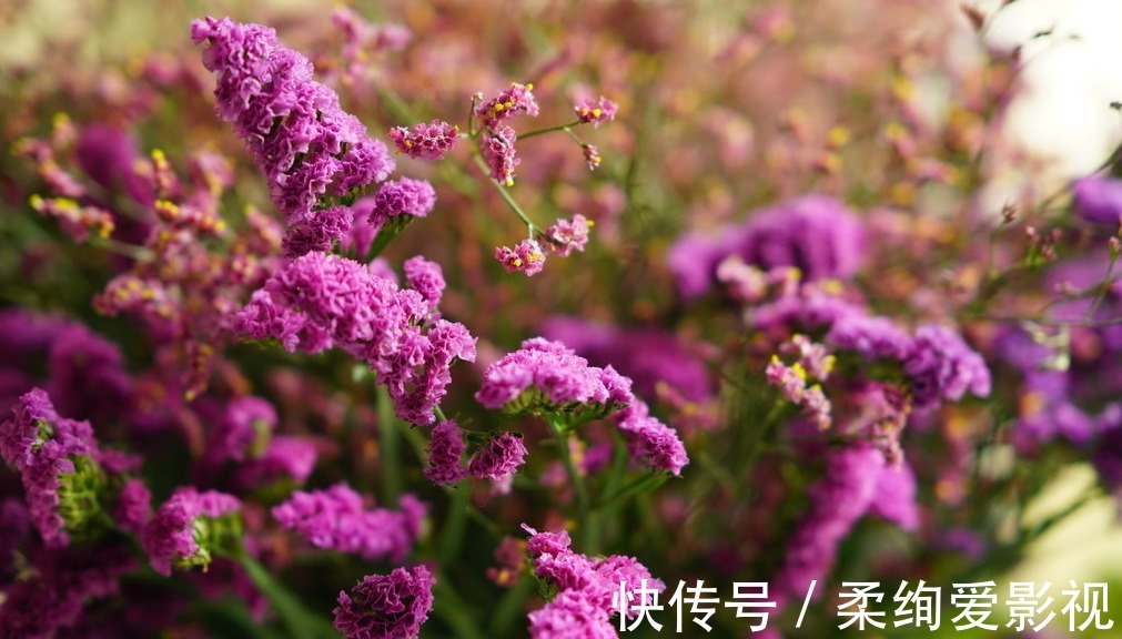 普罗旺斯|薰衣草现在开始播种,你一片紫色花海