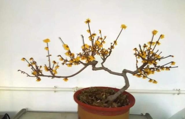 漂亮|5种花冬天再冷也不怕,年前搬进室内,过年就开花,喜庆又漂亮!