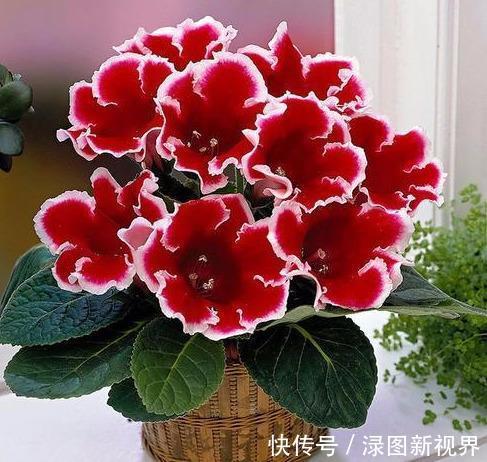羊粪蛋|不是“牡丹”胜牡丹,养殖方法简单,家里养两盆,花大色艳真好看