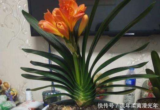 肥料|君子兰最爱的“1种液体”,往花盆里浇“1勺”,1年开花2次