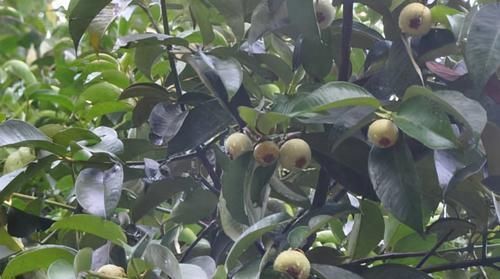 食物|女性不想满脸皱纹,推荐多吃3种食物,排毒养颜,提高免疫力!