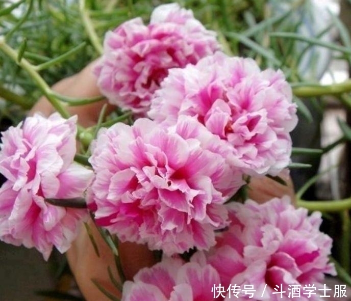 养花试试此几款，花朵小巧玲珑，花姿妖娆，美极了