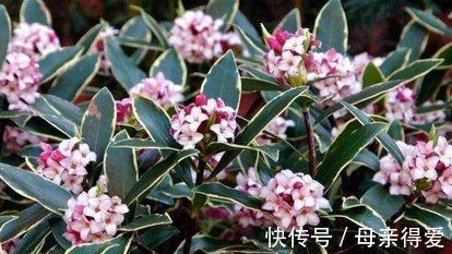 冬季如何让养护的金边瑞香枝叶翠绿,花香满室