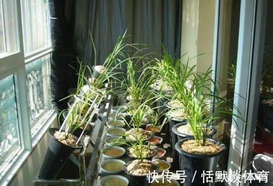 一窝兰花怎么分,既能分成单株,又能株株成活?不难,看秘笈!