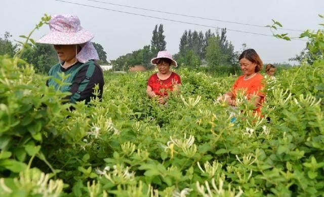 晚上睡不着太痛苦? 它是失眠的“克星”, 睡前吃一点, 安神助睡眠