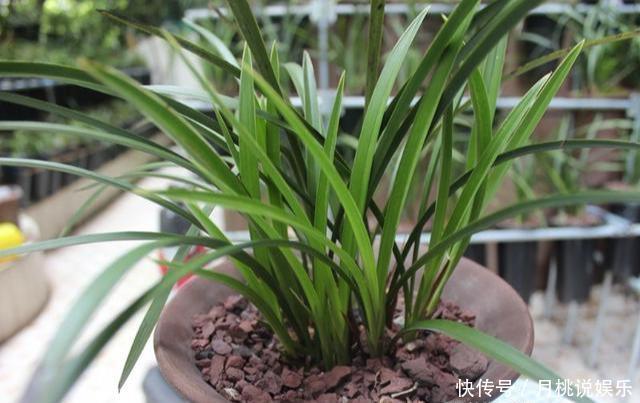 兰花|兰花长成“吊兰”，光长叶子不开花，绕开4个坑，开出极品好兰花