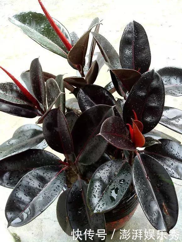 绿萝是个老“酒鬼”,平时一小勺,哗哗长刹不住车!