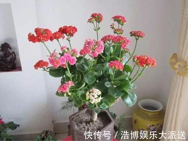 盆景|教你1招,让“长寿花”秒变老桩,开花越来越多,养好能做盆景