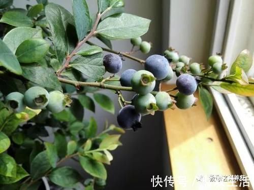 7种花冬天要“春化”,必须冻满1个月,不然落花落蕾不开花!