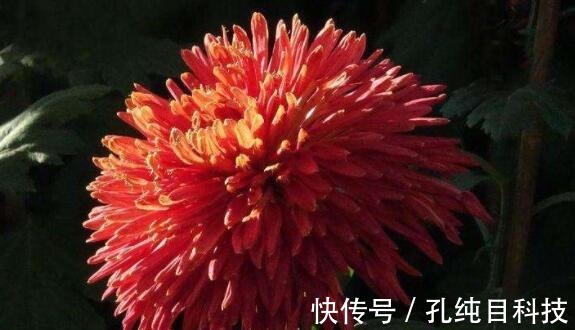 喜欢养花,不如养盆桂圆菊,娇艳妩媚,养一盆超美!