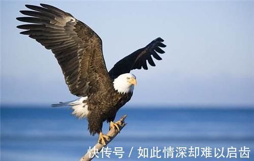 拉丁文|美国国鸟是鹰,法国的是雄鸡,中国的国鸟是什么?很多人都答错了