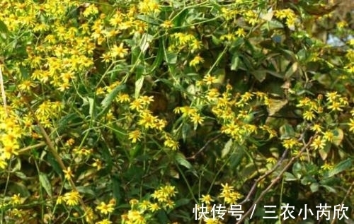 野生植物|田里一种毒草,农民见了就铲除掉,却不知是名贵的“青龙埂”
