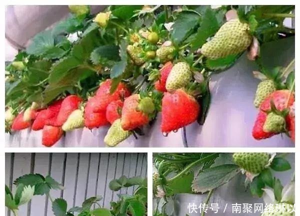 阳台别再晒衣服了,用一根水管,就能种出全家人吃的菜!