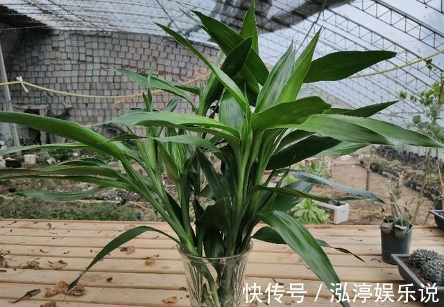 富贵竹水培不生根，找个“塑料袋”帮帮忙，3天冒白根，四季油亮
