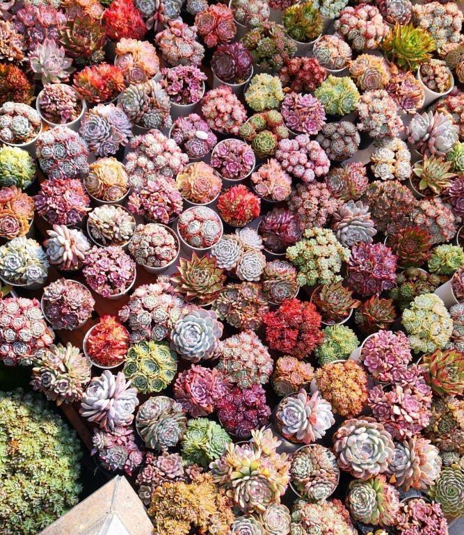 度夏|多肉植物度夏，有3招，到了秋天就变美，颜值更高了