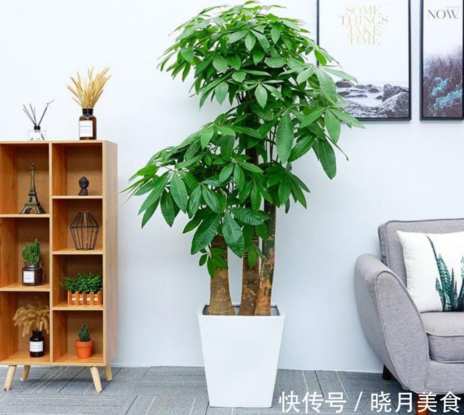 7种大型花,建议在客厅养一盆,吸废气制氧气,还有旺家的好寓意