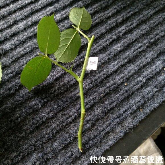 长寿花|扦插最佳时期到了,有这花赶紧插,沾土就能活!