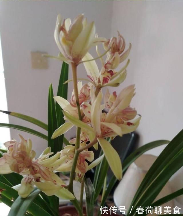 花肥|能开三季的兰花就是这种，开花优雅有香气，不娇气好养