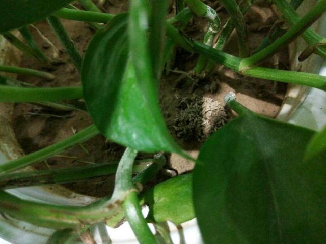 植株上的小黑飞虫,怎么赶也赶不走,用这一招效果真不错