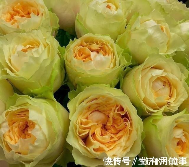 25款包子型月季,花开永不败,大花好养又丰花,新手推荐种植!