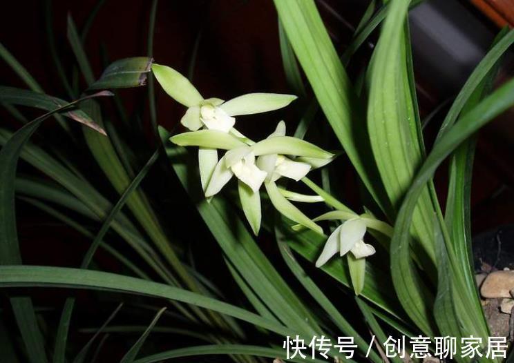 此款素心的兰花,颜值高香味清新,现在养一盆,邻居看了都羡慕