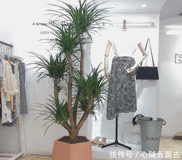 快过年了,6种“招财树”不能少,家里养几棵,招福又招财