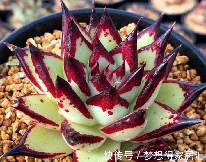 多肉植物|3种高颜值多肉,有人喜欢有人厌,掌握喜好容易出状态