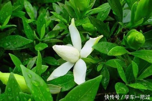 新买的栀子花，做错这一步，叶子发黄花苞全掉！