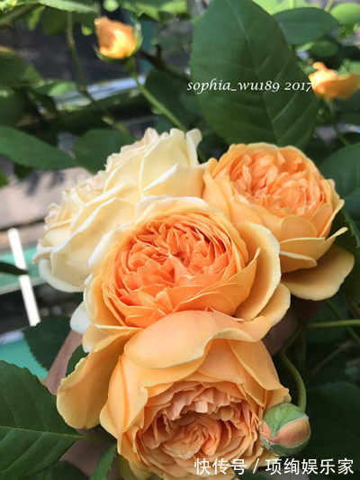 花仙子的阳台,30多种月季如瀑布,路人都停下来观望,太美了