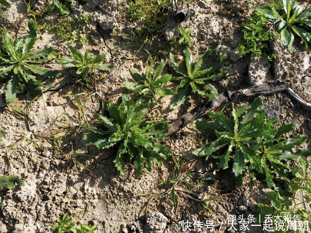 野菜|农村一种满身是刺的野草,见到请别错过,如今15元一斤成高钙菜