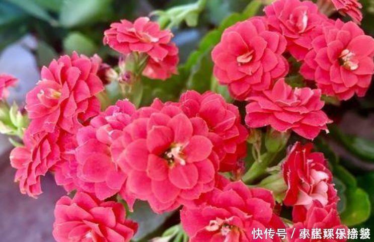 长寿花|适合阳台养的4种花，花美色艳，一言不合就爆盆，你一定喜欢