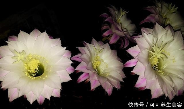 仙人球不开花,学会这样养,满头都是花!