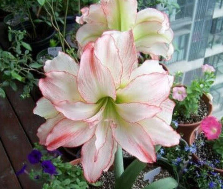 适合夏季养的花,好活易爆盆,花色柔美,花朵烂漫迷人,美爆了