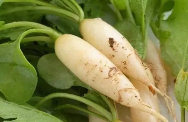 冬天的白萝卜赛人参！清脆爽口的白萝卜，居然有这么多种做法？