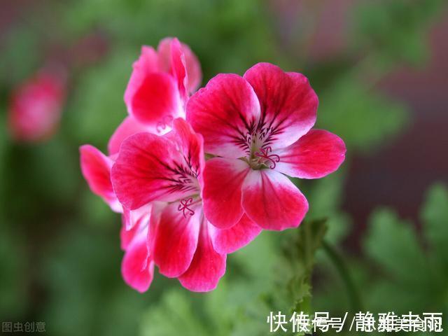 天竺葵|她家只养一种花，一年四季有花赏，原因是做好了四件事