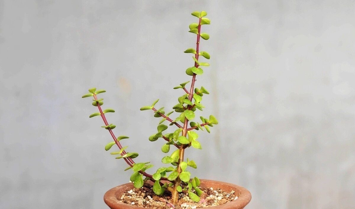 阳台上|金枝玉叶买回家,叶子哗哗掉,问题出在环境,学会缓盆是关键