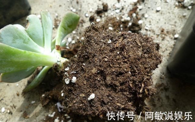 多肉|新手浇水切莫急,教你怎么判断浇水时间,也能养出美貌的萌多肉