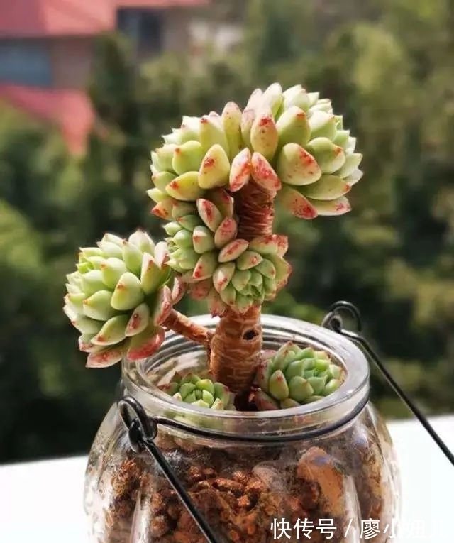 玻璃瓶纯颗粒养多肉,干净又好养,越养越上瘾
